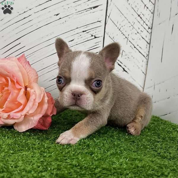 Barbie, French Bulldog Puppy