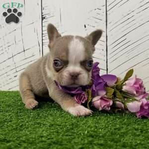Barbie, French Bulldog Puppy