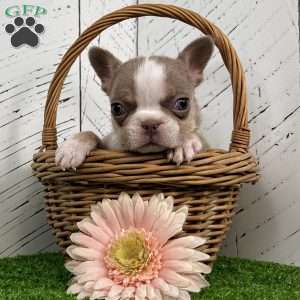 Barbie, French Bulldog Puppy