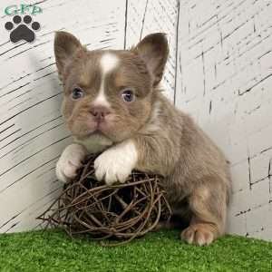 Boss, French Bulldog Puppy