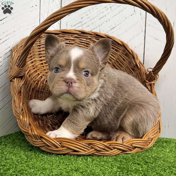 Boss, French Bulldog Puppy