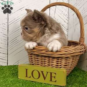 Boss, French Bulldog Puppy