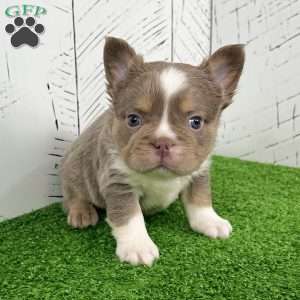 Boss, French Bulldog Puppy