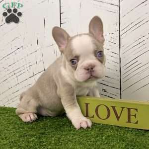 Buddy, French Bulldog Puppy