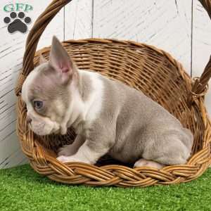 Buddy, French Bulldog Puppy