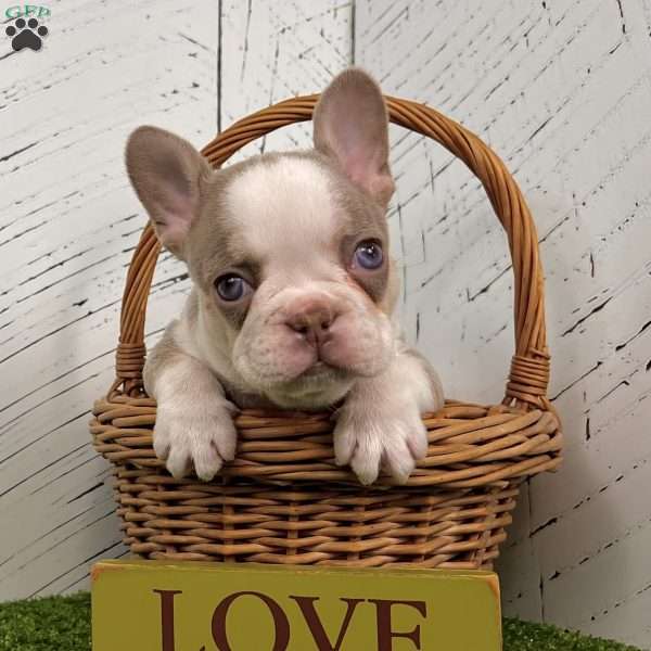 Buddy, French Bulldog Puppy