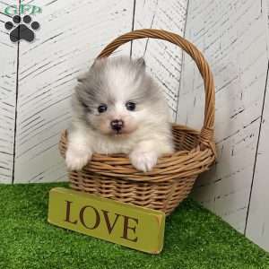Teddy, Pomeranian Puppy