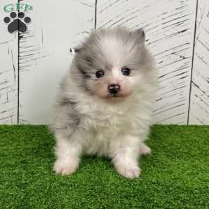 Teddy, Pomeranian Puppy