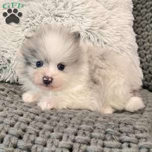 Teddy, Pomeranian Puppy