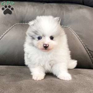 Teddy, Pomeranian Puppy