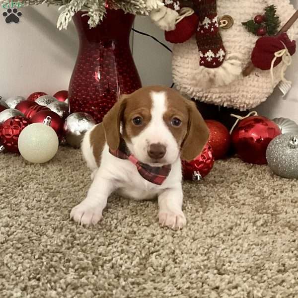 Megan, Dachshund Puppy