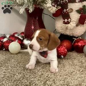 Megan, Dachshund Puppy