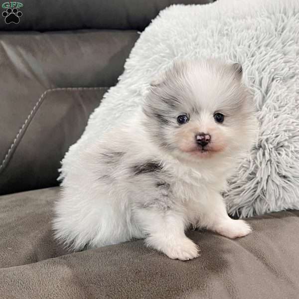 Teddy, Pomeranian Puppy