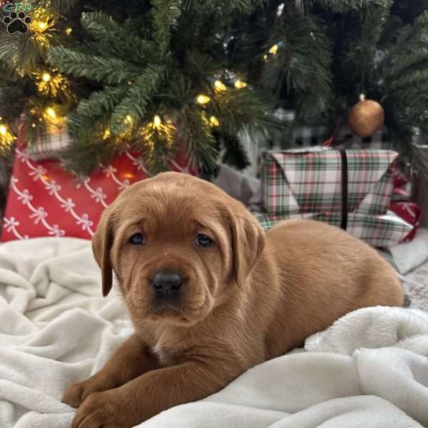 Zoey, Fox Red Labrador Retriever Puppy