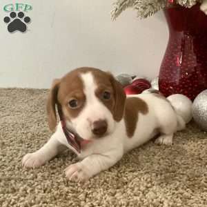 Megan, Dachshund Puppy