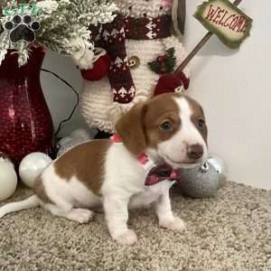 Megan, Dachshund Puppy