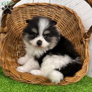 Tucker, Pomeranian Puppy