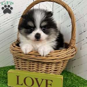 Tucker, Pomeranian Puppy