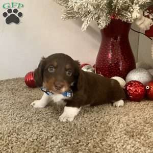 Milan, Dachshund Puppy