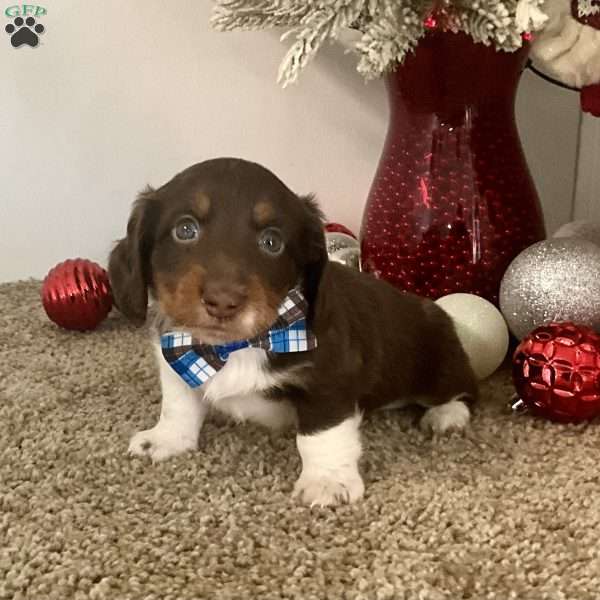 Milan, Dachshund Puppy