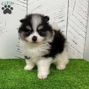 Tucker, Pomeranian Puppy