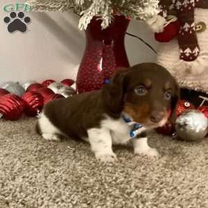 Milan, Dachshund Puppy