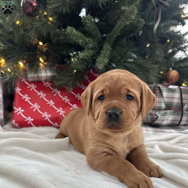 Zara, Fox Red Labrador Retriever Puppy