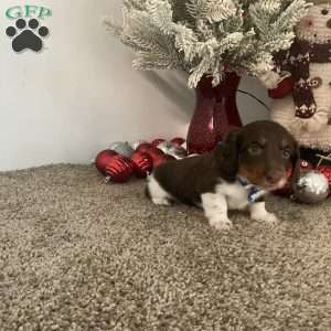 Milan, Dachshund Puppy
