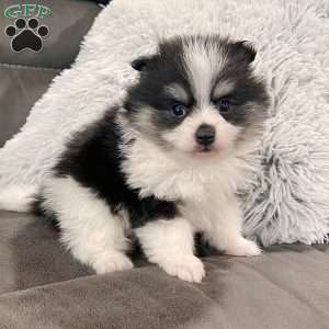 Tucker, Pomeranian Puppy