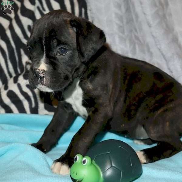 Addison, Boxer Puppy