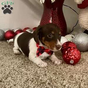 Milo, Dachshund Puppy