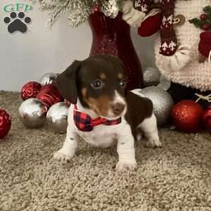 Milo, Dachshund Puppy