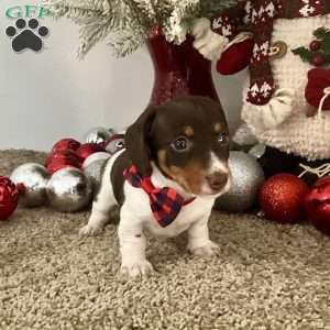 Milo, Dachshund Puppy