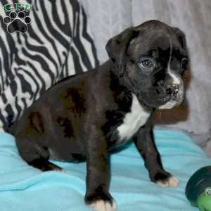 Addison, Boxer Puppy