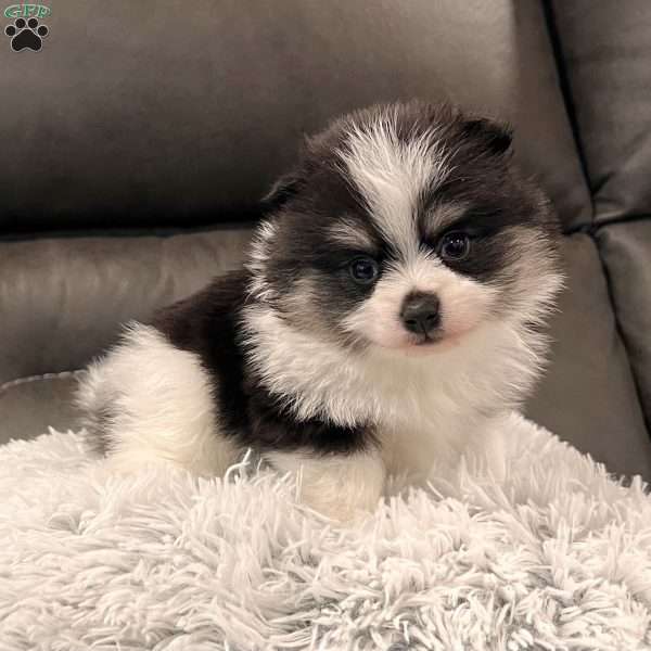 Tucker, Pomeranian Puppy