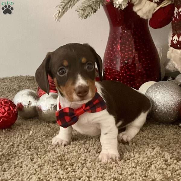 Milo, Dachshund Puppy