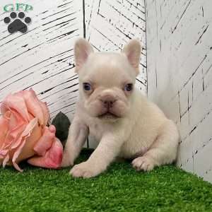 Dolly, French Bulldog Puppy