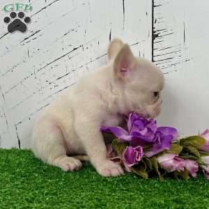 Dolly, French Bulldog Puppy