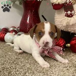 Macy, Dachshund Puppy