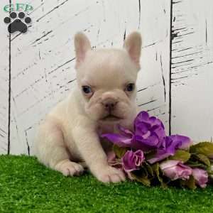 Dolly, French Bulldog Puppy