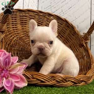 Dolly, French Bulldog Puppy