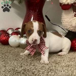 Macy, Dachshund Puppy