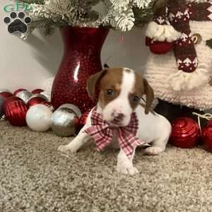 Macy, Dachshund Puppy