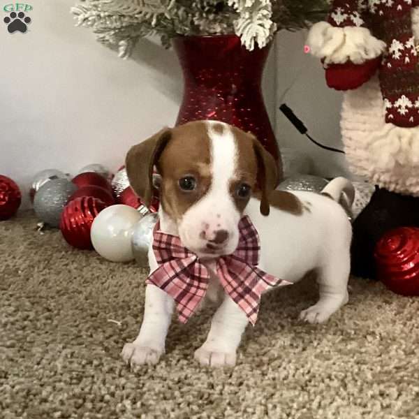Macy, Dachshund Puppy