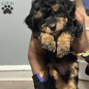 Becky, Cavapoo Puppy