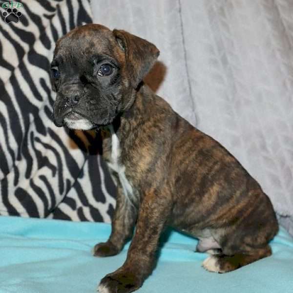 Quinten, Boxer Puppy