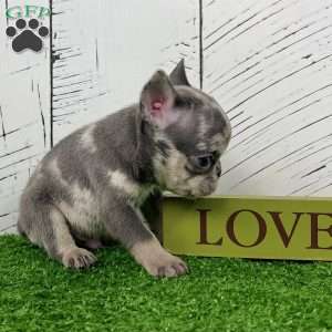Damon, French Bulldog Puppy