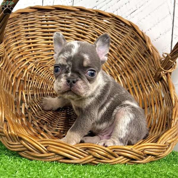 Damon, French Bulldog Puppy