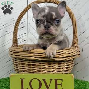 Damon, French Bulldog Puppy