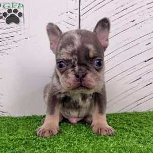 Damon, French Bulldog Puppy